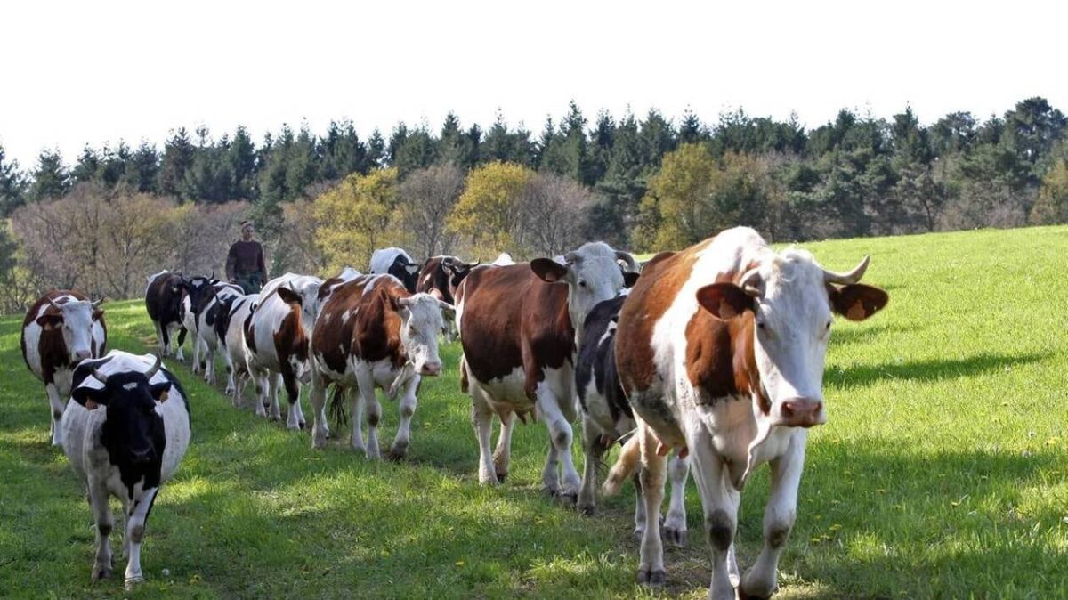 Des manifestations éclatent après l'abattage controversé de bovins dans le Doubs