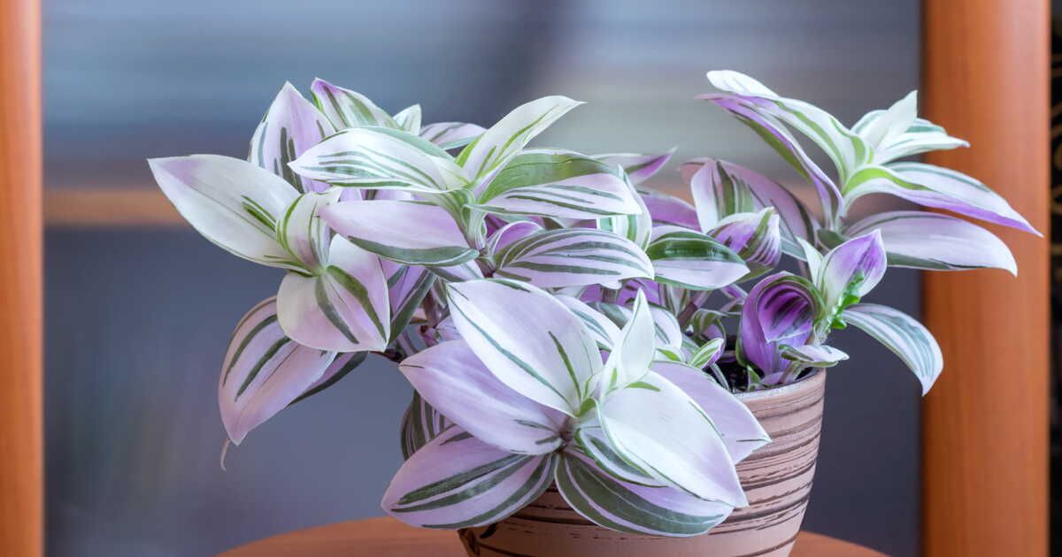 Cultiver le tradescantia : la plante d'intérieur idéale