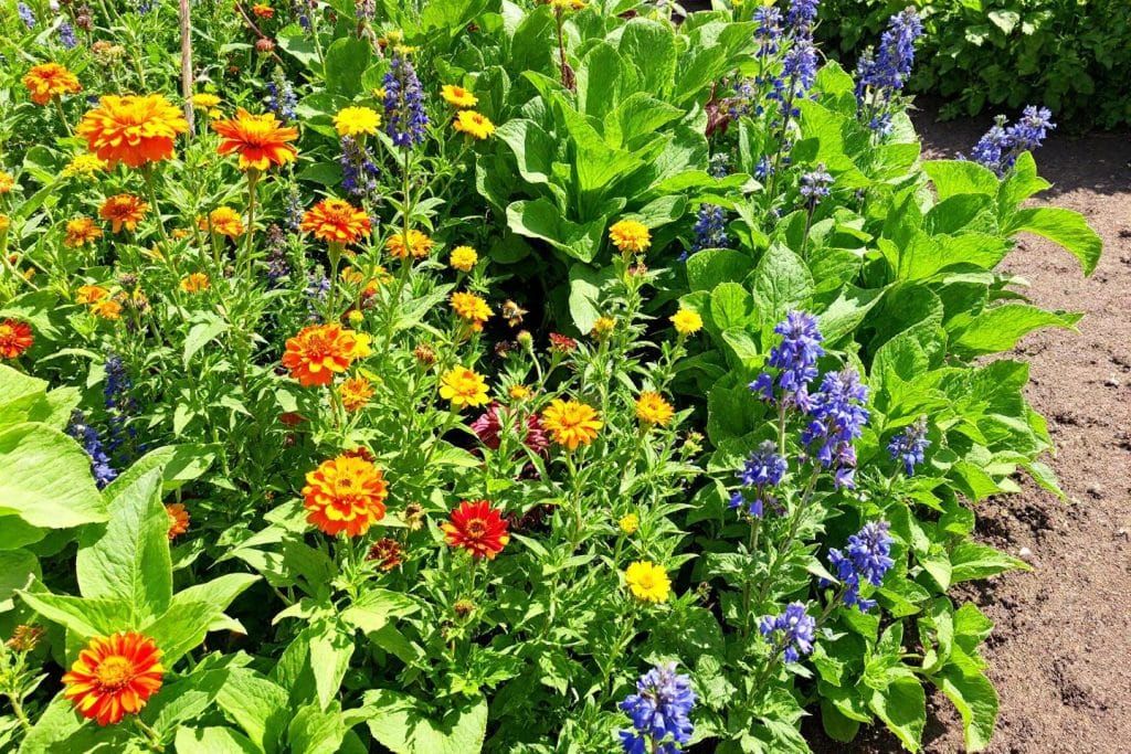 Réveillez votre potager cet automne avec des fleurs comestibles