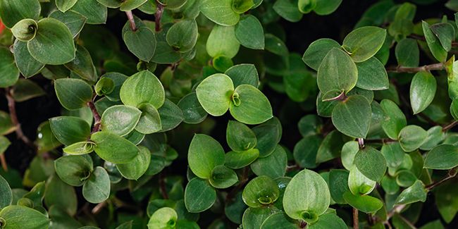 La callisie rampante : une plante prisée par les tortues