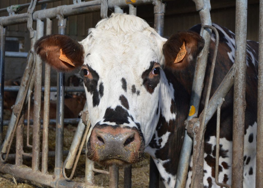 La dermatose nodulaire contagieuse : une menace sérieuse pour l’élevage bovin en France