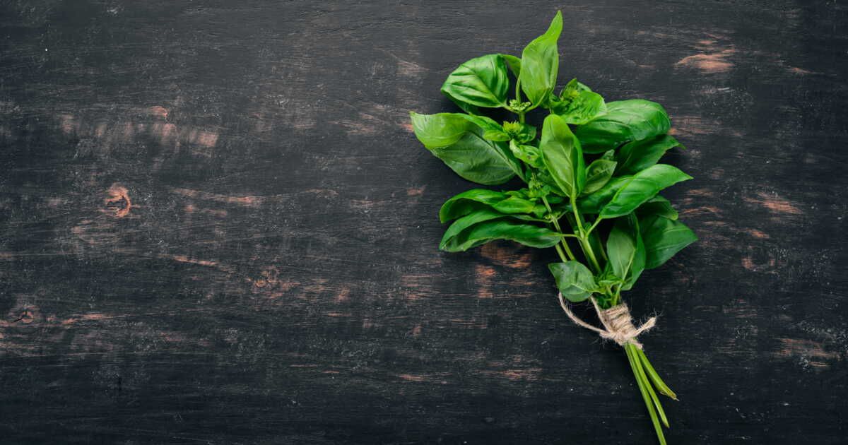 Les secrets pour cultiver du basilic chez soi