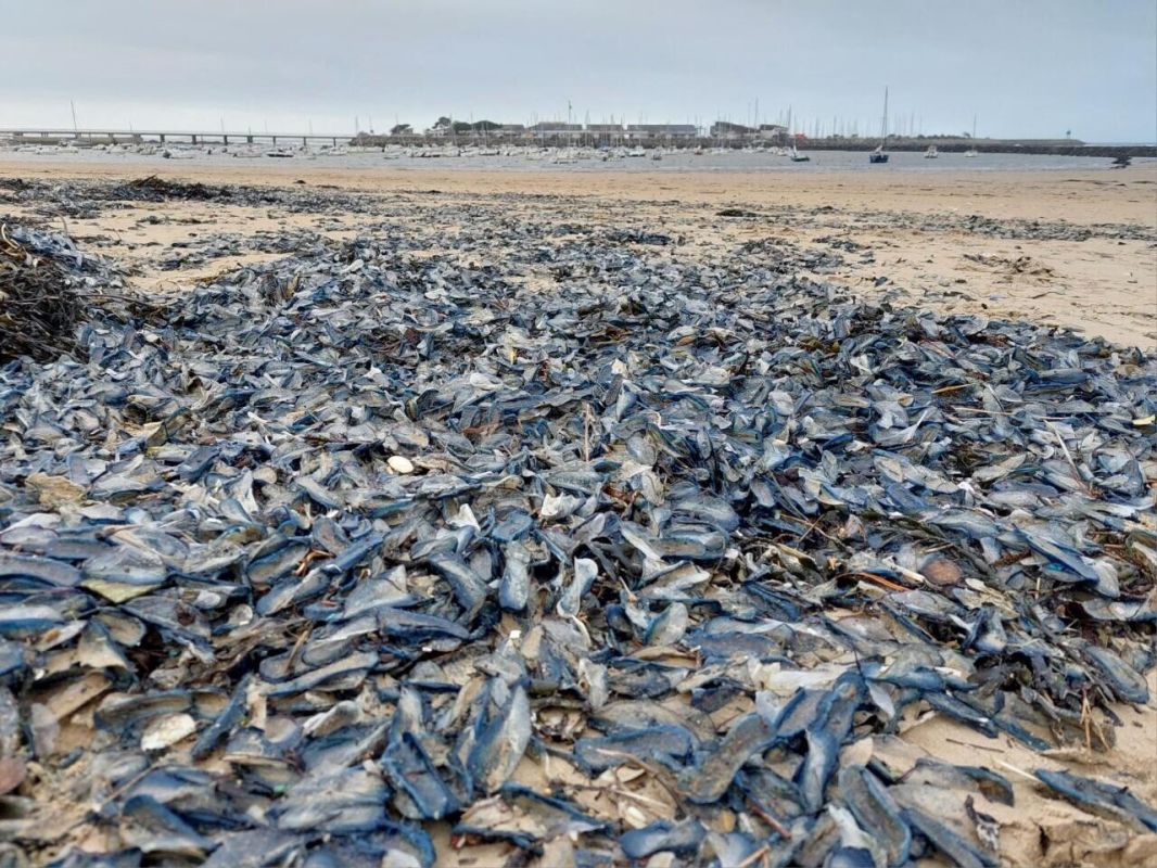 Des plages françaises envahies par des vélelles : un phénomène fascinant