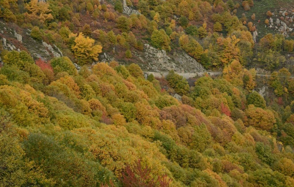 La forêt révèle son triste secret : un cueilleur de champignons porté disparu retrouvé