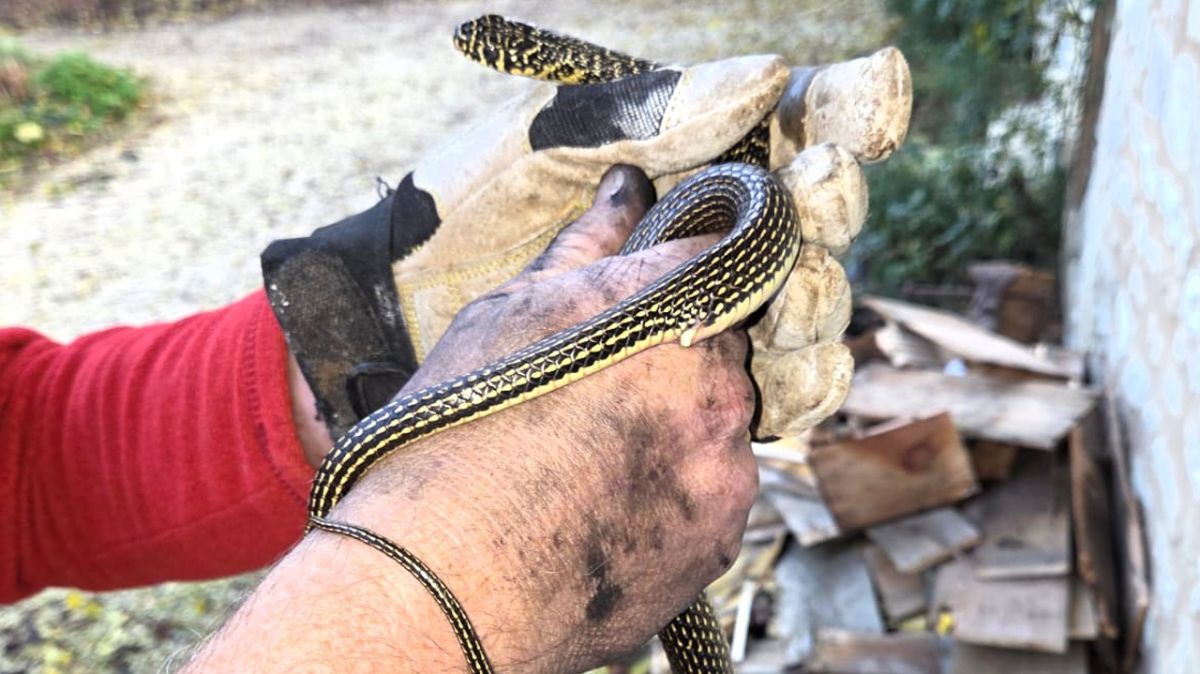 Une rencontre inattendue : un serpent fait son apparition dans une cuisine
