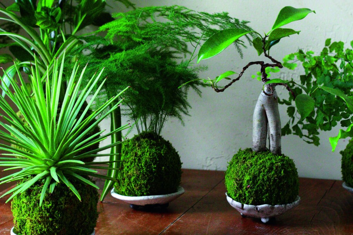 Le kokedama, un art floral japonais à découvrir
