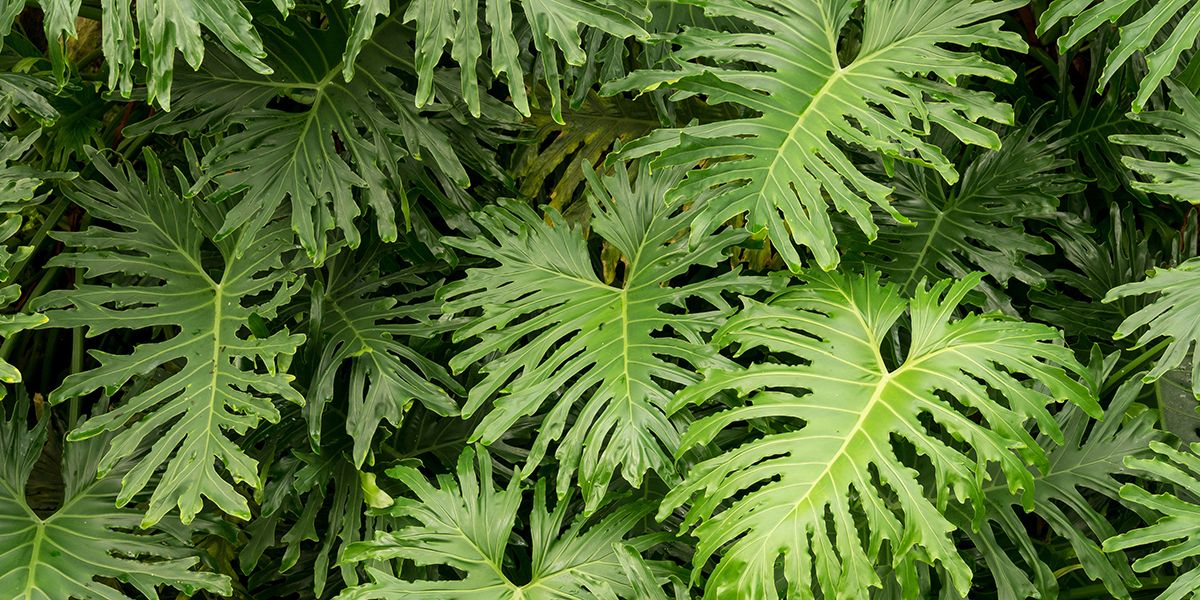 Le philodendron, essentiel pour un intérieur vivant
