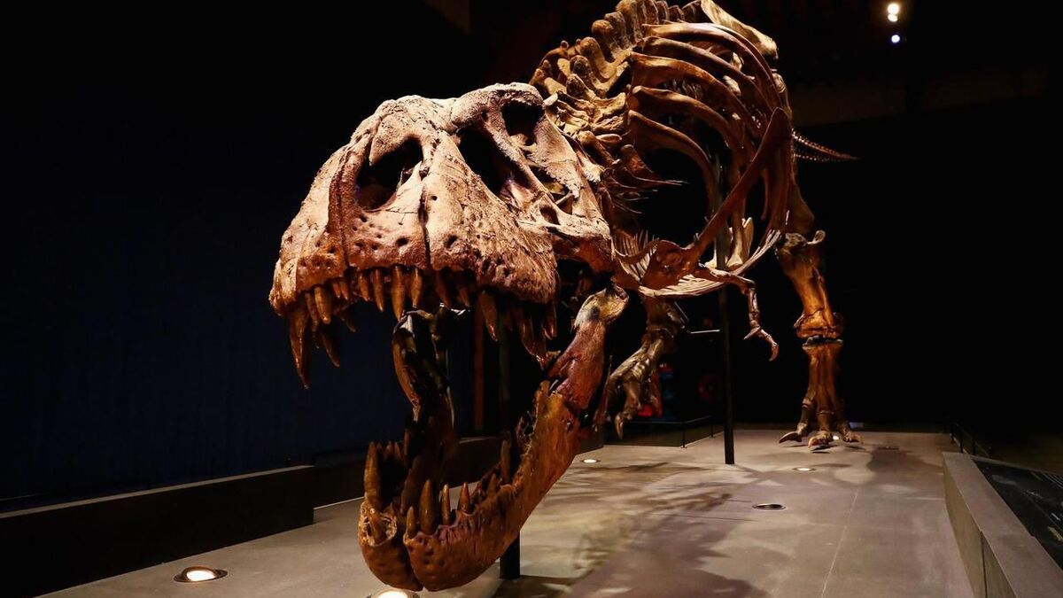 La France restitue un squelette de tarbosaurus baatar à la Mongolie : un trésor paléontologique retrouvé