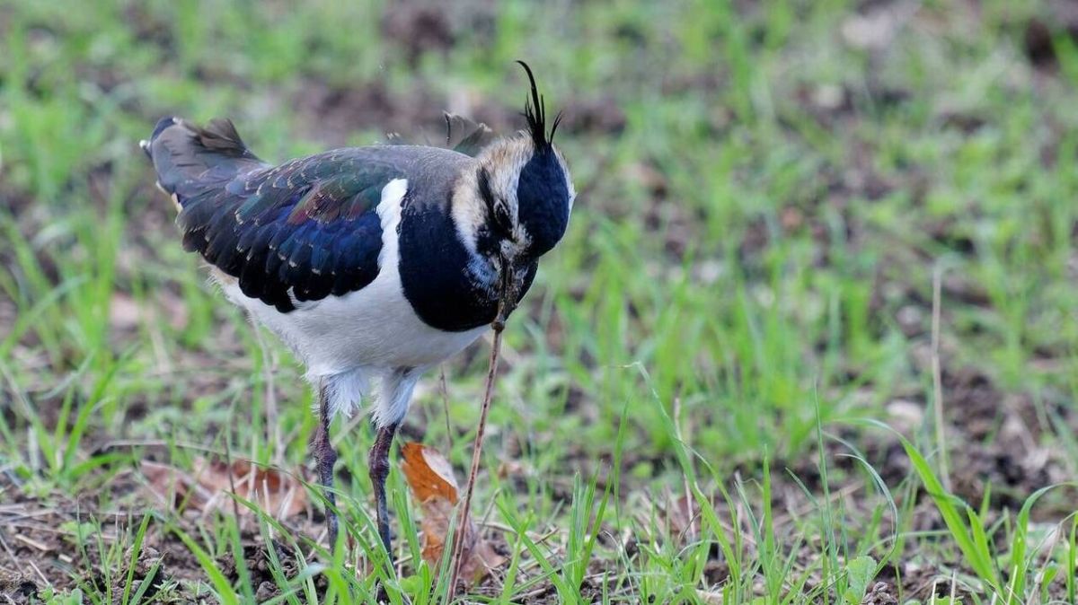 La biodiversité en péril : un cri d'alarme du WWF sur le déclin des espèces
