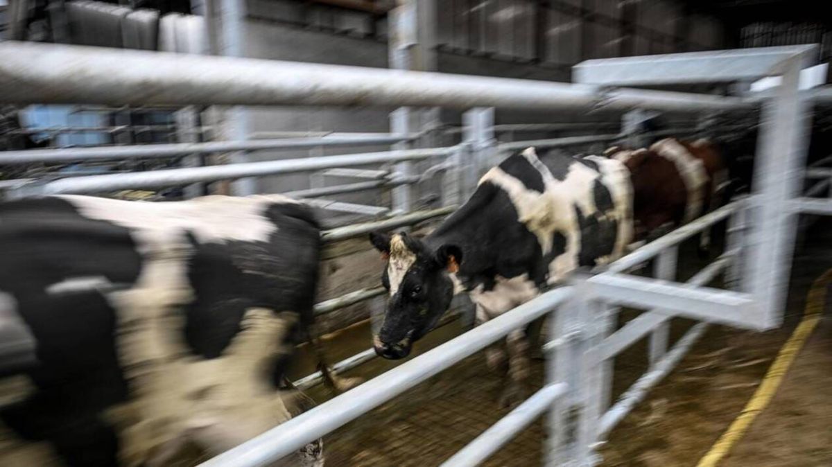 Dermatose bovine : agriculteurs en résistance face à l'abattage massif en Ariège