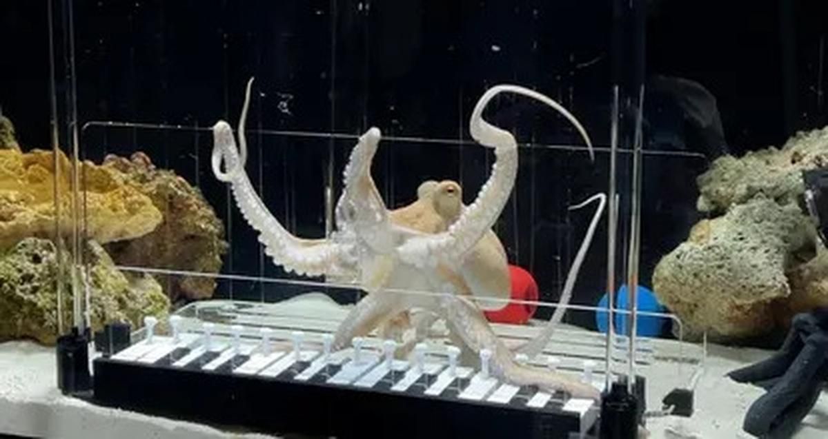 Un poulpe prodige fait ses débuts au piano