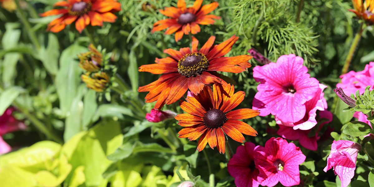 Des fleurs d'été : la magie de votre jardin dévoilée