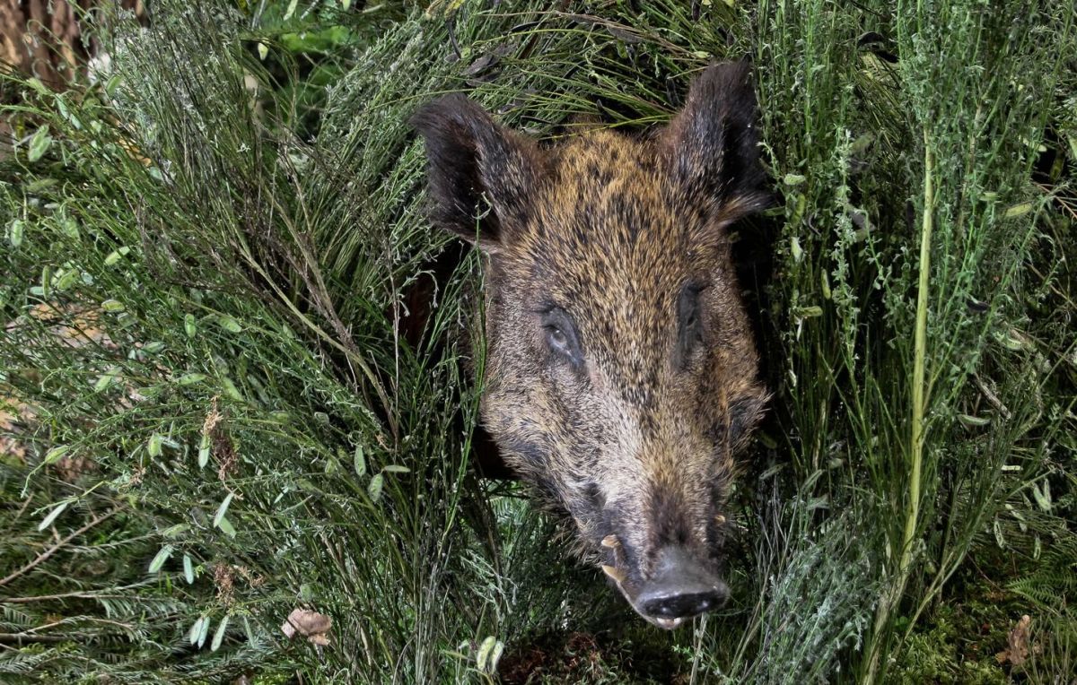 Une découverte choquante dans un ruisseau du Lot-et-Garonne : des sangliers dépecés