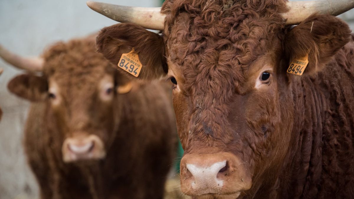 Vaccins : la solution pour contrer la dermatose bovine malgré les protestations