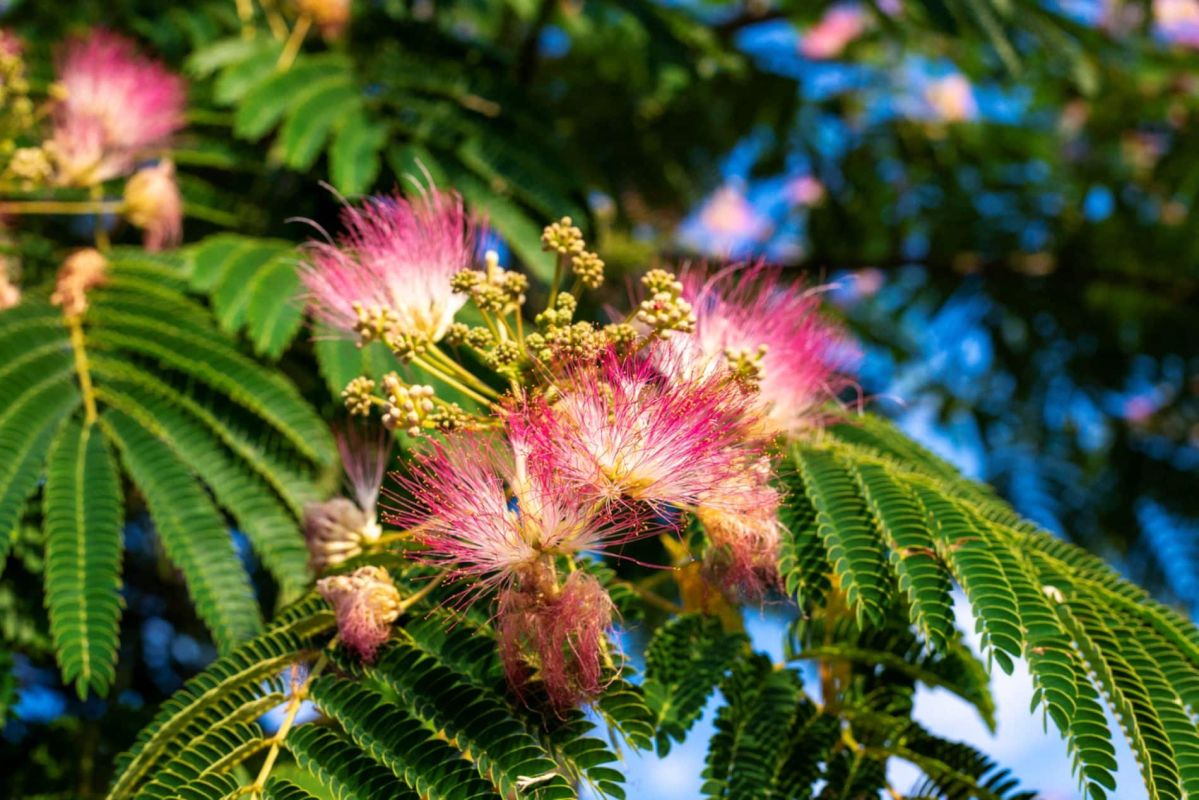 Découvrez le secret d'une floraison éclatante de l'albizia tout l'été