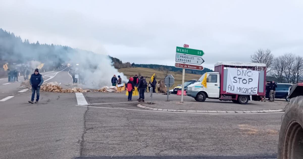 Des agriculteurs en colère bloquent les routes pour s'opposer à l'abattage des troupeaux