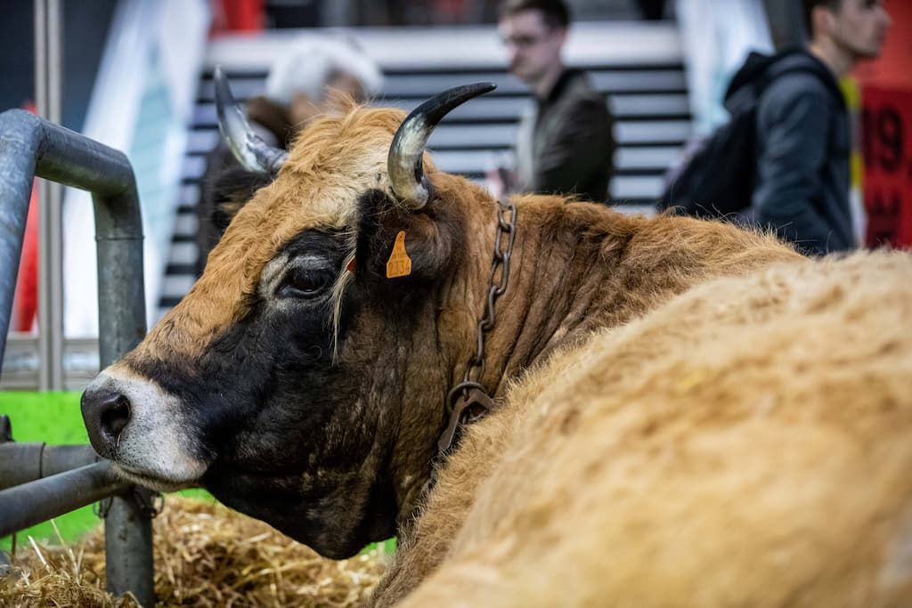 Menace de l'absence de bovins au Salon de l'Agriculture 2026