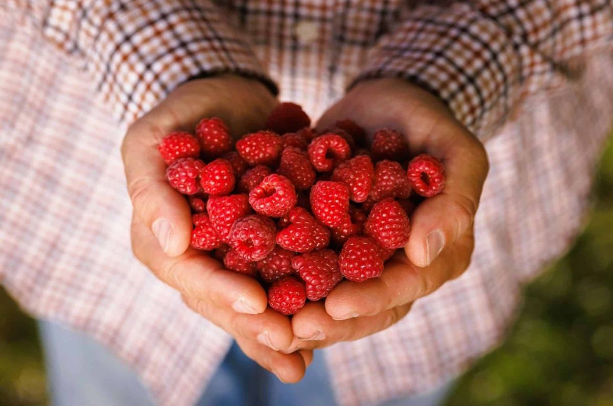 Les secrets d’une récolte abondante de framboises