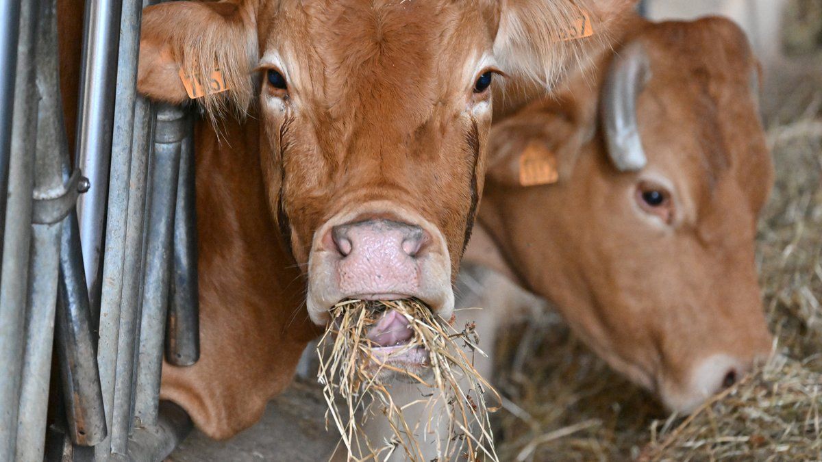 Les éleveurs face à l'abattage des bovins : un choc économique et émotionnel