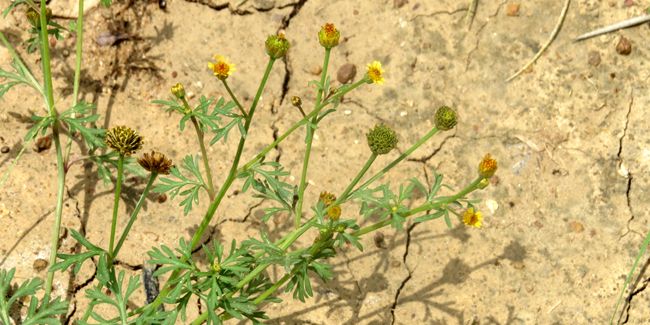 Le chrysanthellum, allié précieux pour la santé du foie