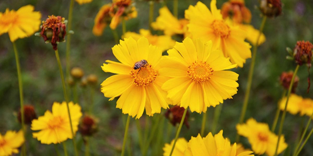 Le coréopsis : l'œil de la beauté florale