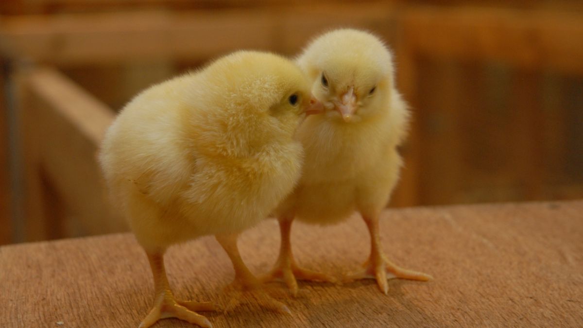 Des chercheurs à Tours testent une méthode innovante pour des poulets résilients face à la chaleur