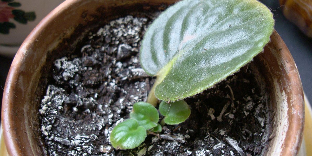 Bouturer un Saintpaulia : le guide complet pour réussir