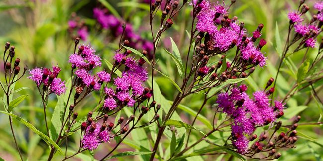 Vernonia : la vivace au charme ébouriffé qui illumine vos jardins