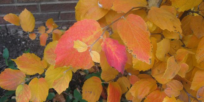 Fothergilla : l'arbuste aux teintes flamboyantes de l'automne