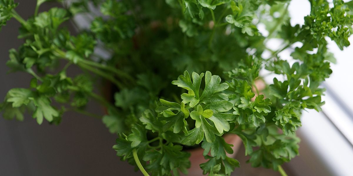 Cultivez du persil frais tout l'hiver : astuces et conseils pratiques