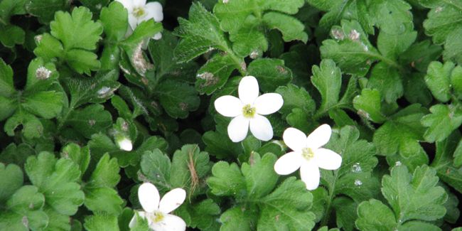 Découverte de l'ellisiophyllum pinnatum, une plante couvre-sol incontournable