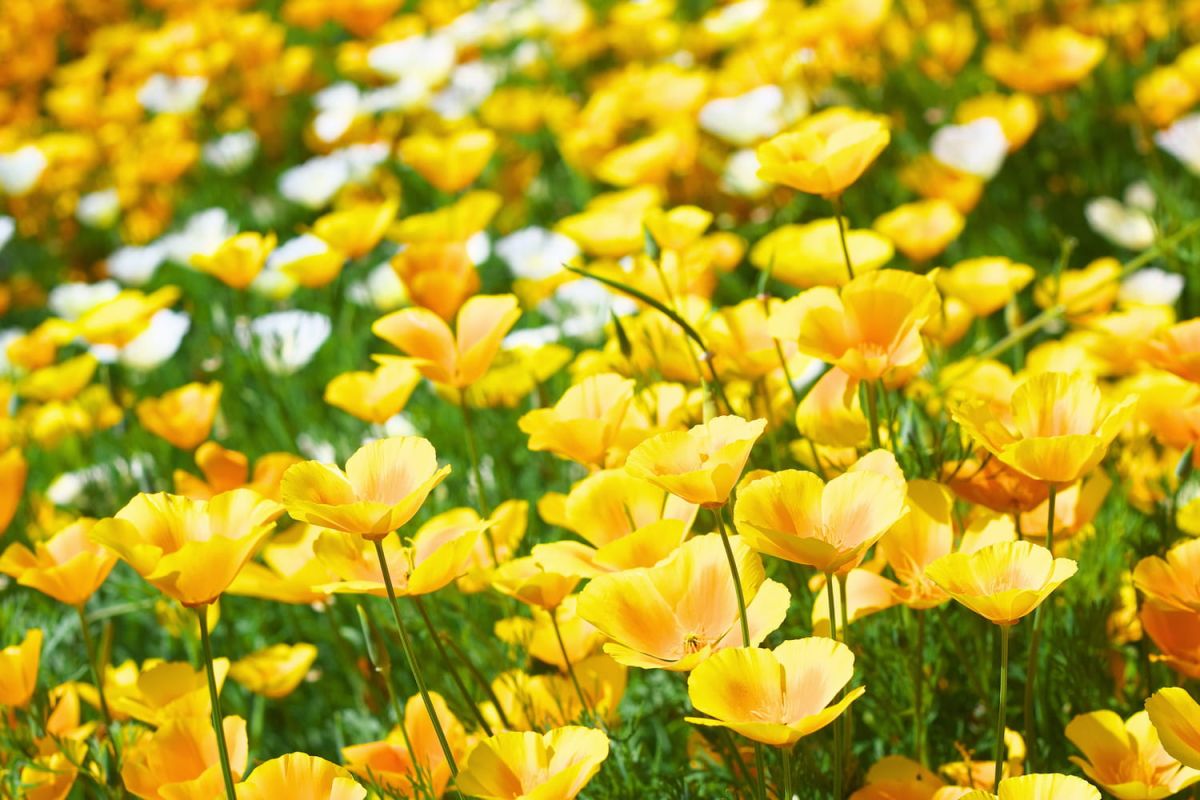 Optez pour le coquelicot orange, la beauté sans effort de votre jardin