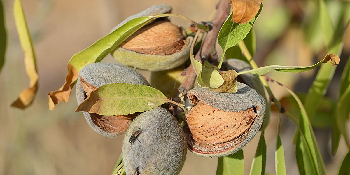 Amandier : un arbre emblématique et délicieux