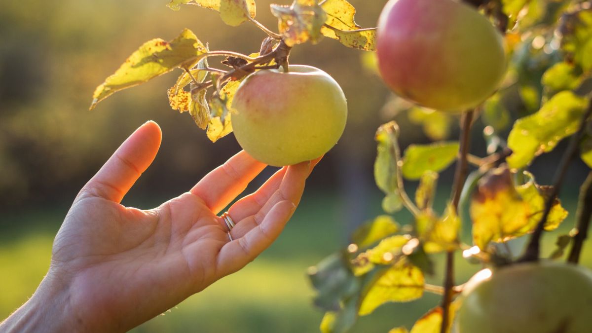 Que faire quand son pommier souffre ? Les conseils d'experts