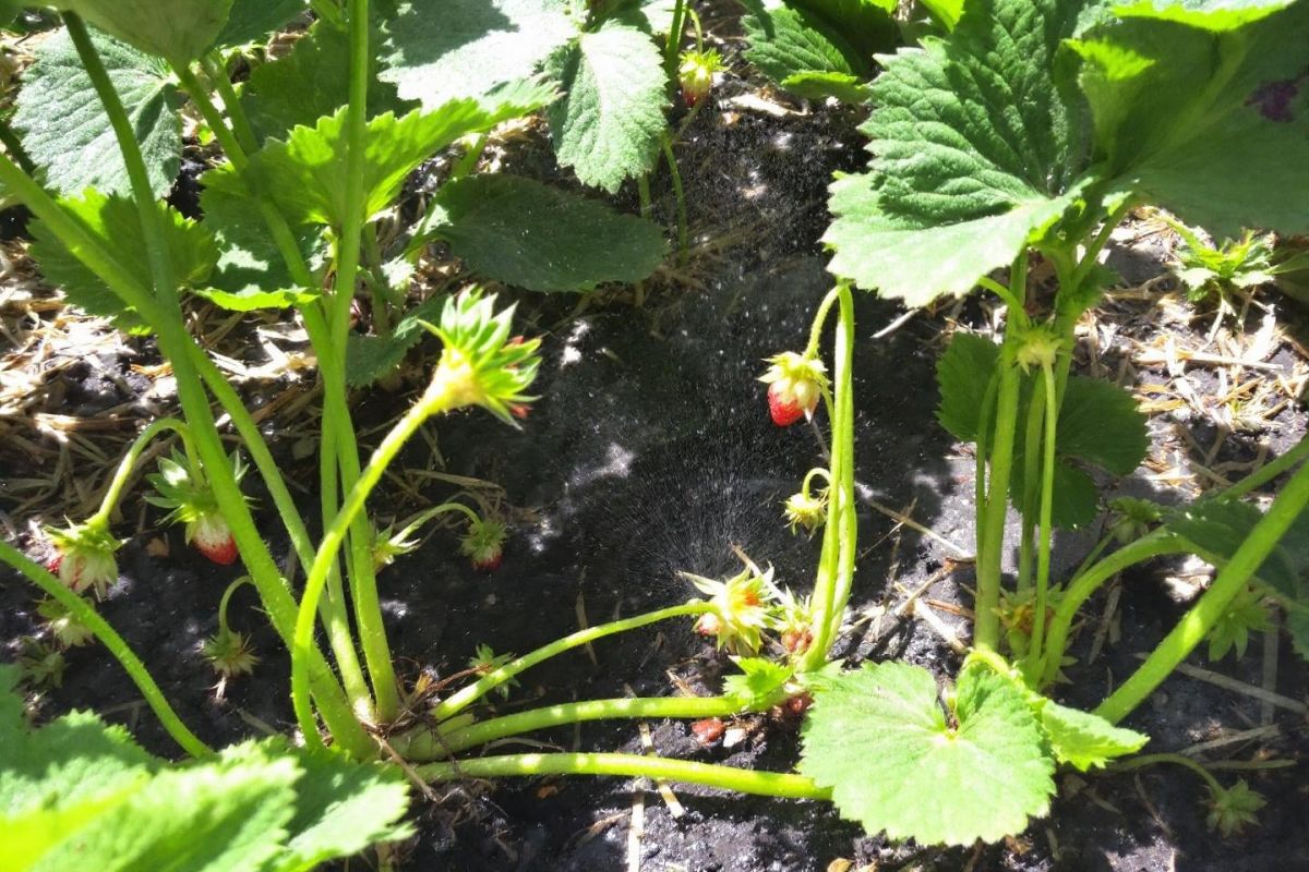 l'astuce estivale pour une récolte généreuse de fraises même sous la chaleur