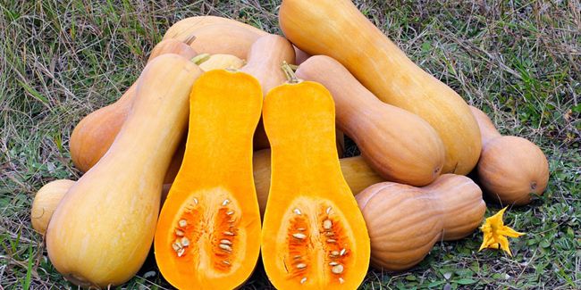 La courge butternut : un trésor de la cuisine ensoleillée