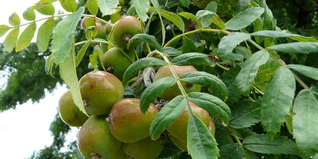 À la découverte du cormier et de ses délicieux cormes blets