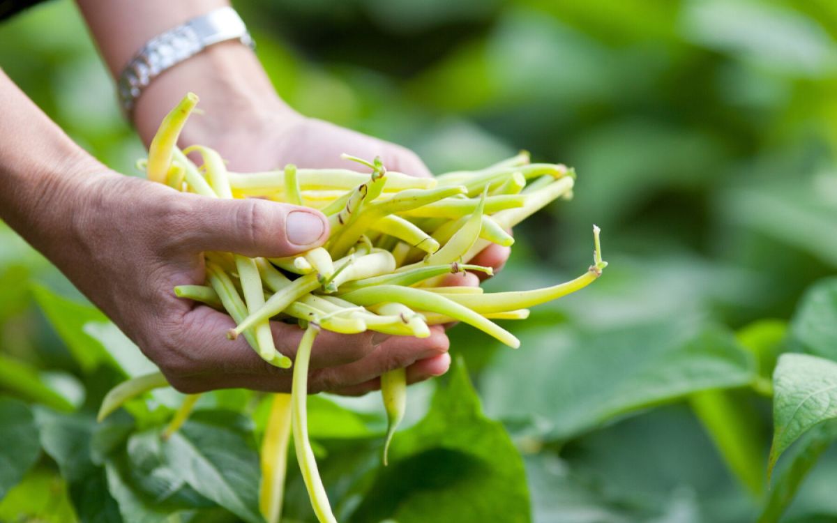 Cultiver des haricots : le guide ultime pour votre potager