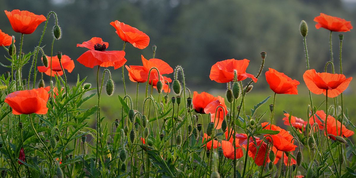 Découvrez les 10 fleurs des champs à semer pour un jardin éblouissant