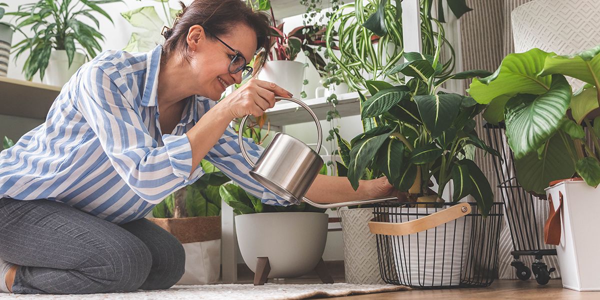 6 astuces infaillibles pour bien arroser vos plantes d'intérieur