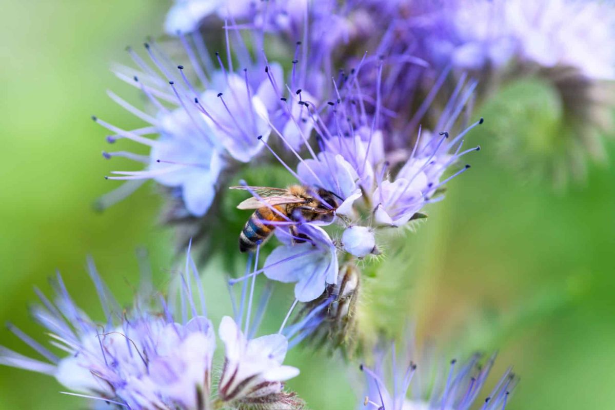 attirer les abeilles au jardin : le semis de février à ne pas manquer