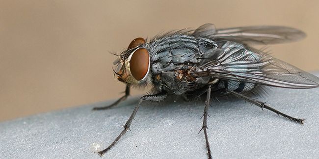 Des solutions efficaces pour éradiquer les mouches cet été