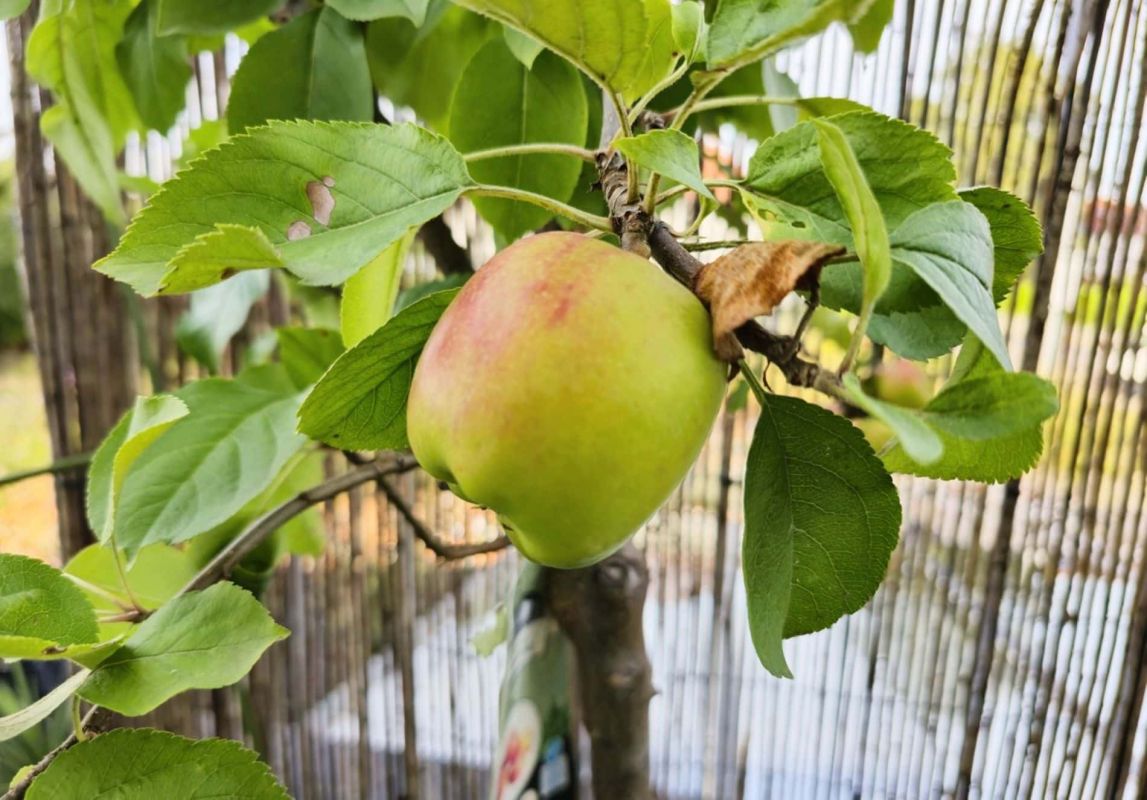 Cultivez des arbres fruitiers sur votre balcon : une méthode infaillible