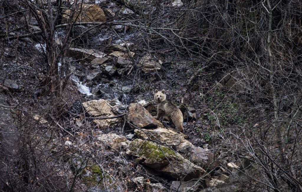 Rencontre inattendue avec un ours sur les pistes de Guzet