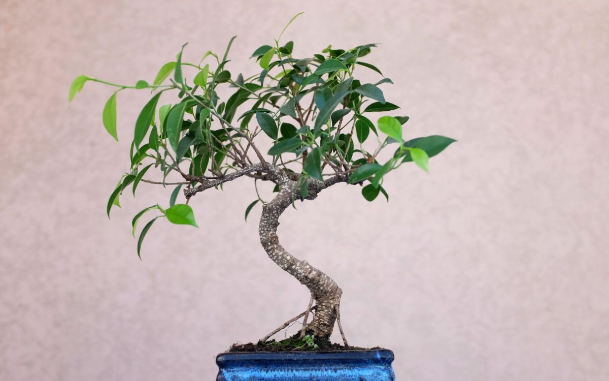 Que faire lorsque votre bonsaï perd ses feuilles ?