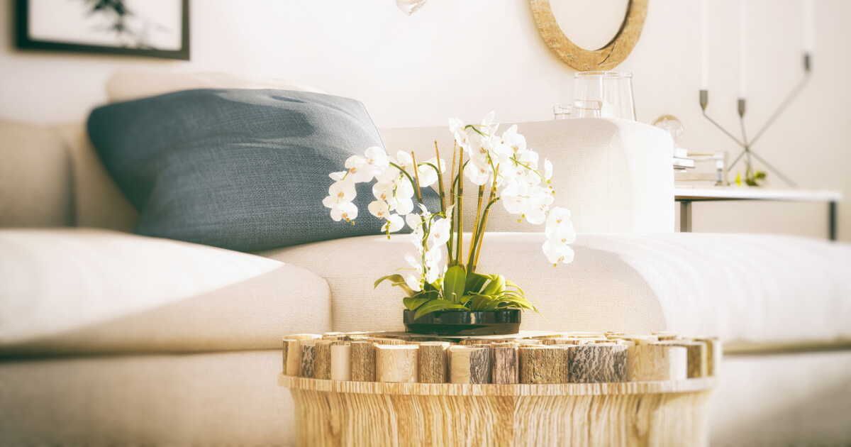 Rempoter votre orchidée : les bons gestes à adopter