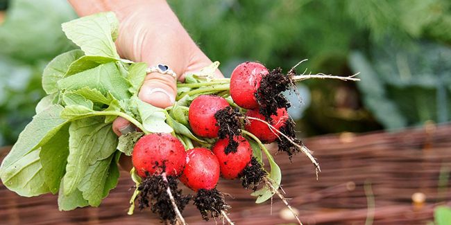 Jardiner de manière autonome pour économiser