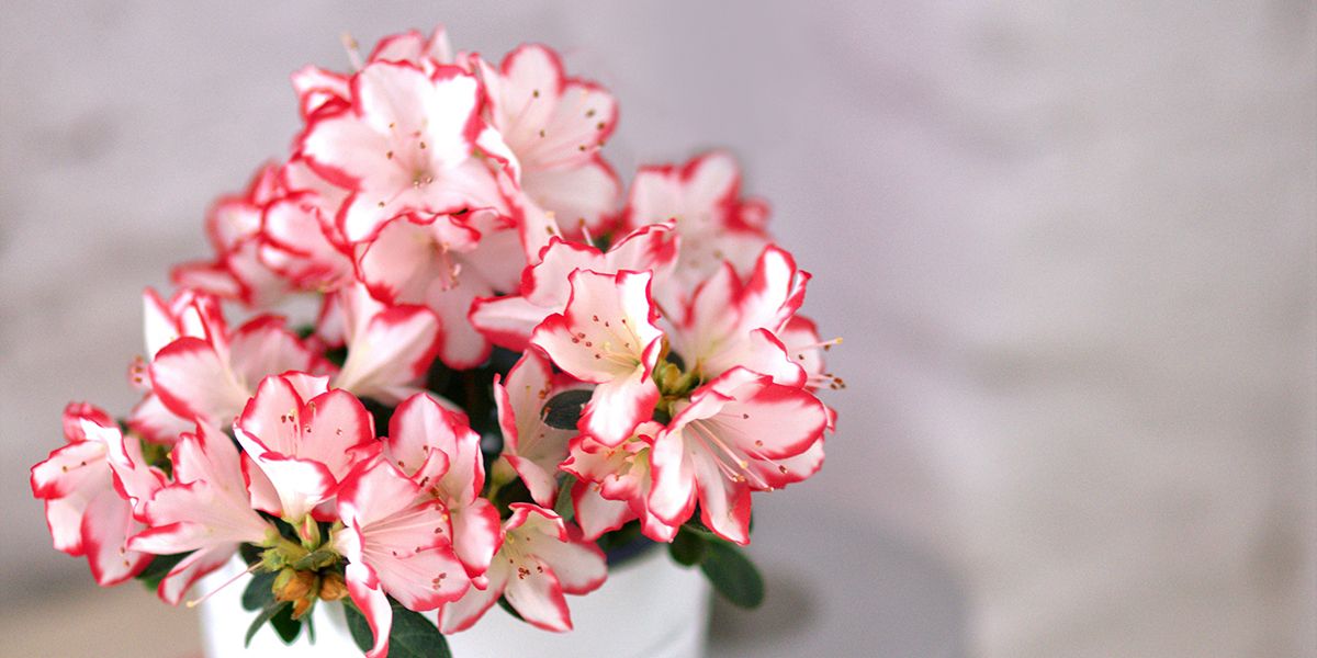 17 plantes d'intérieur qui fleurissent en hiver pour illuminer votre maison