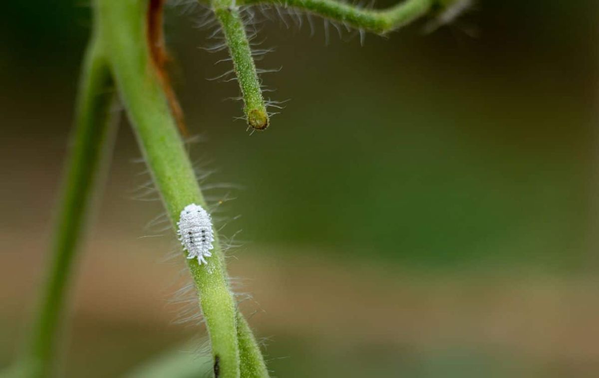 Comment identifier et traiter efficacement la cochenille farineuse