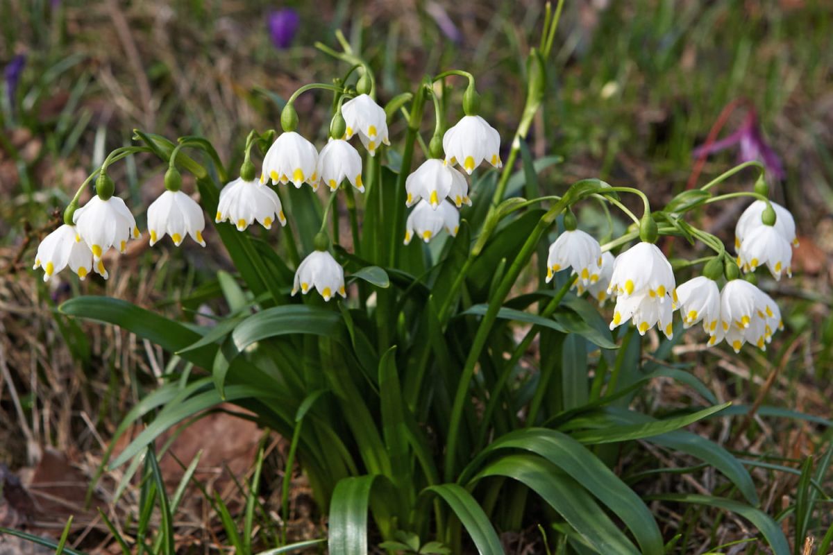 La nivéole, la fleur printanière méconnue qui embellit votre jardin